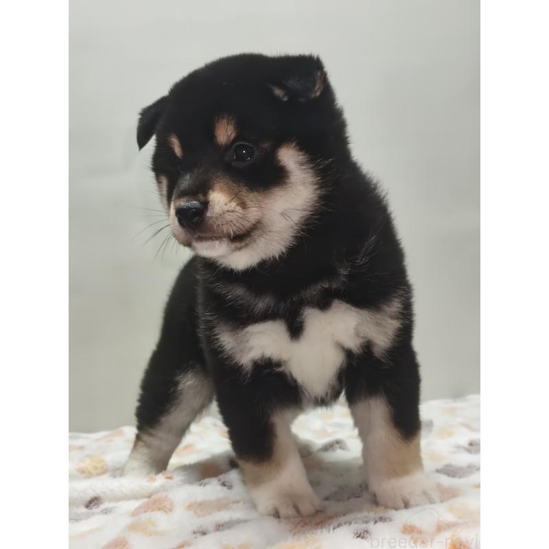 販売中の岡山県の柴犬-441629の8枚目