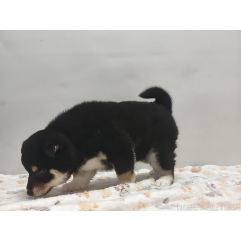 販売中の岡山県の柴犬-441629の7枚目