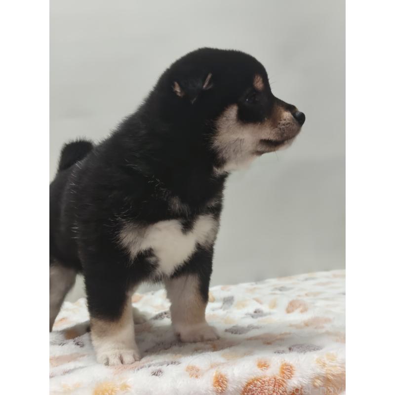 販売中の岡山県の柴犬-441629の6枚目