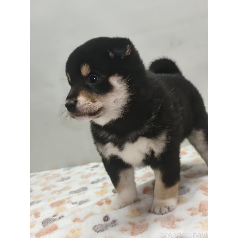 販売中の岡山県の柴犬-441629の5枚目