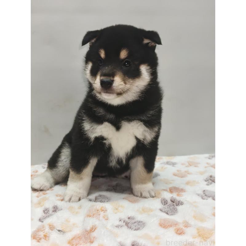 販売中の岡山県の柴犬-441629の4枚目