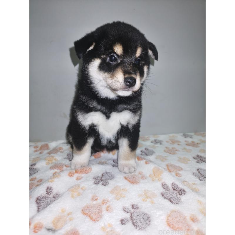 販売中の岡山県の柴犬-441629の3枚目