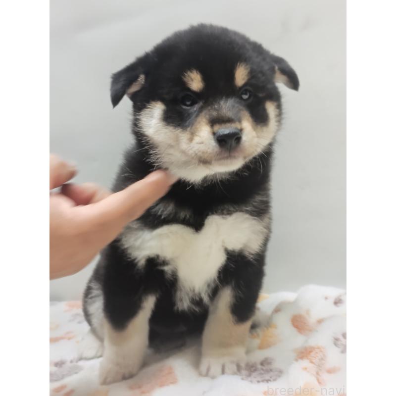 販売中の岡山県の柴犬-441629の2枚目