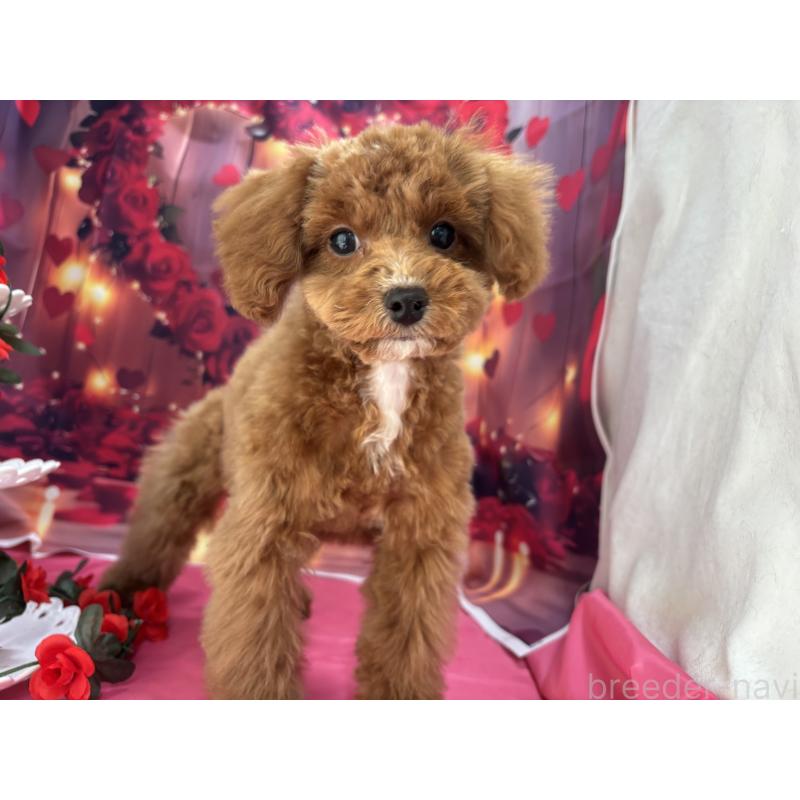 販売中の栃木県のタイニープードル-424872