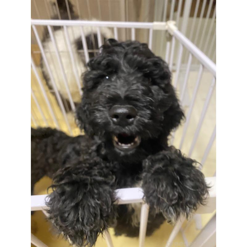 販売中の大阪府のゴールデンドゥードル:ゴールデンレトリーバー×プードル-436251の4枚目