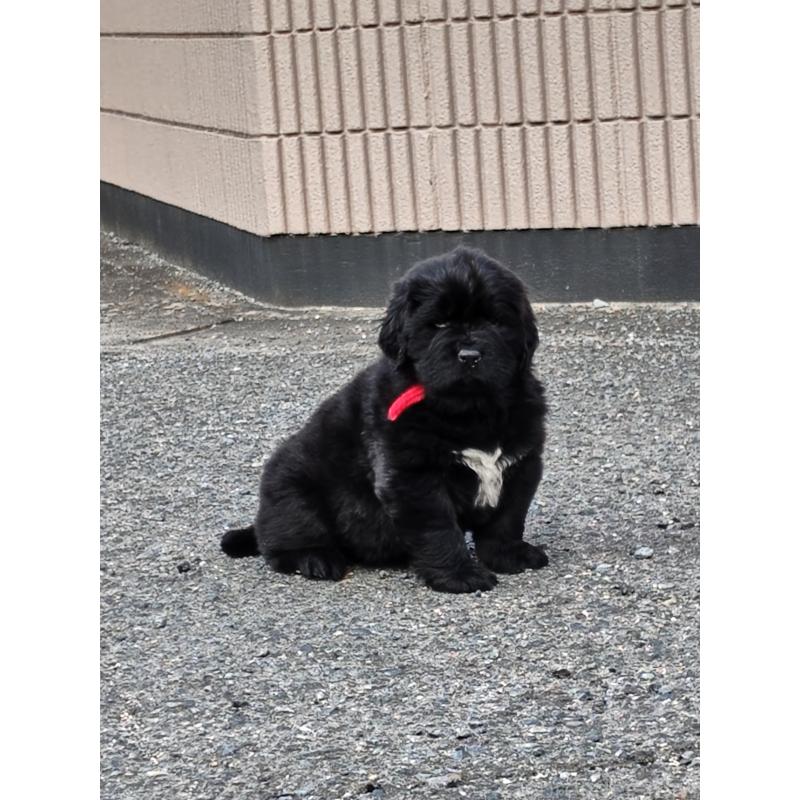 販売中の岡山県のニューファンドランド-441630の7枚目