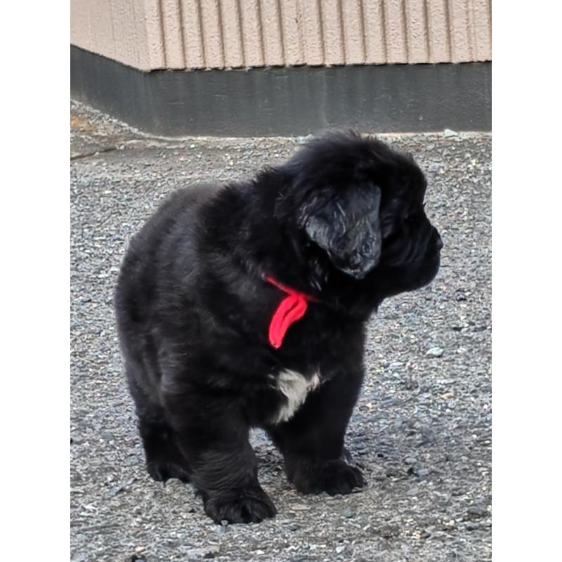 販売中の岡山県のニューファンドランド-441630の6枚目