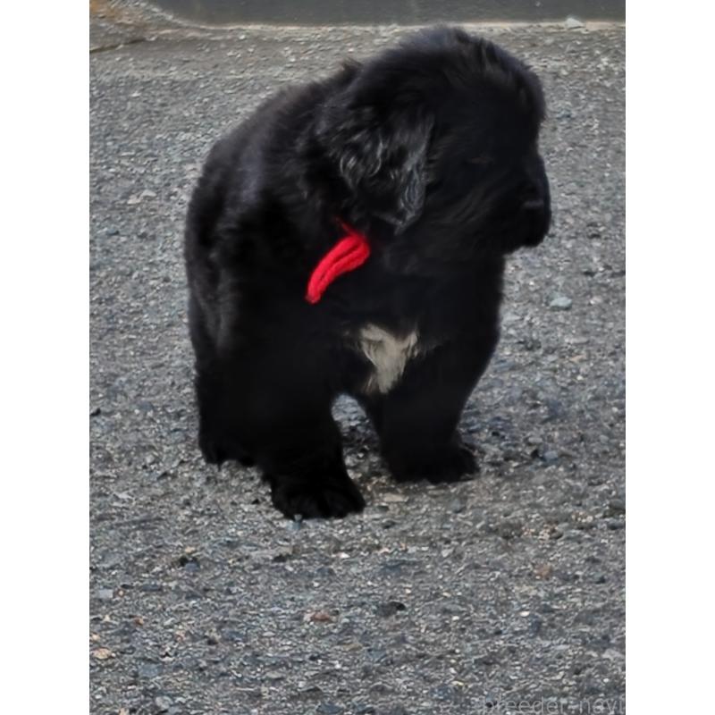 販売中の岡山県のニューファンドランド-441630の5枚目