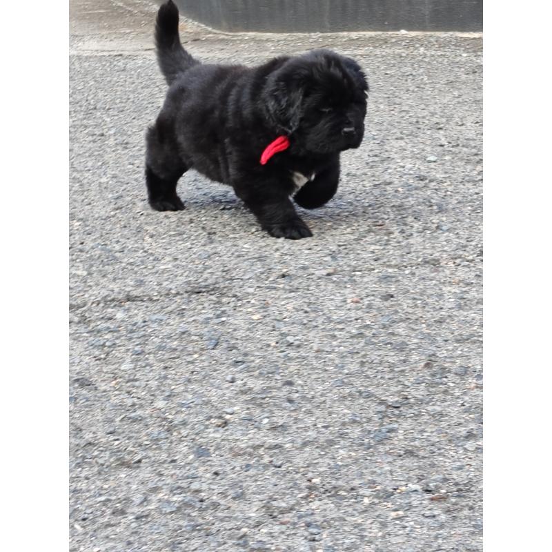 販売中の岡山県のニューファンドランド-441630の4枚目