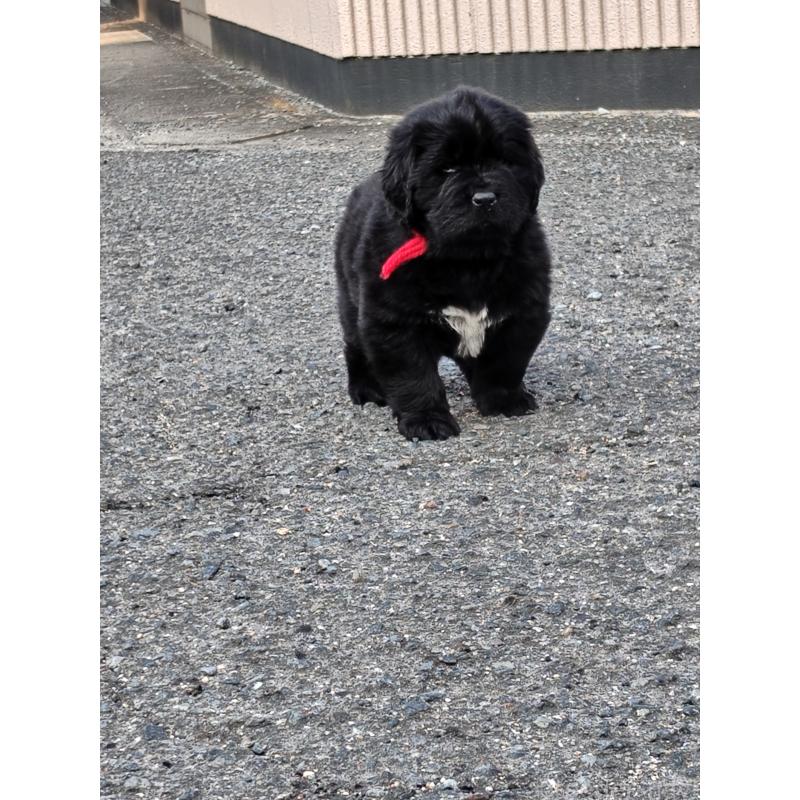 販売中の岡山県のニューファンドランド-441630の3枚目