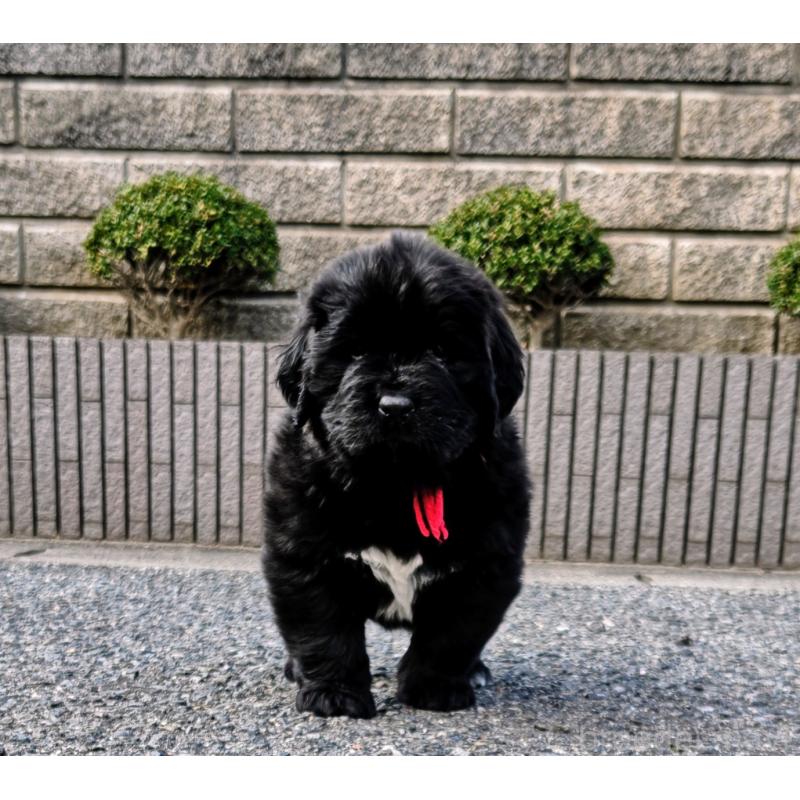 販売中の岡山県のニューファンドランド-441630の2枚目