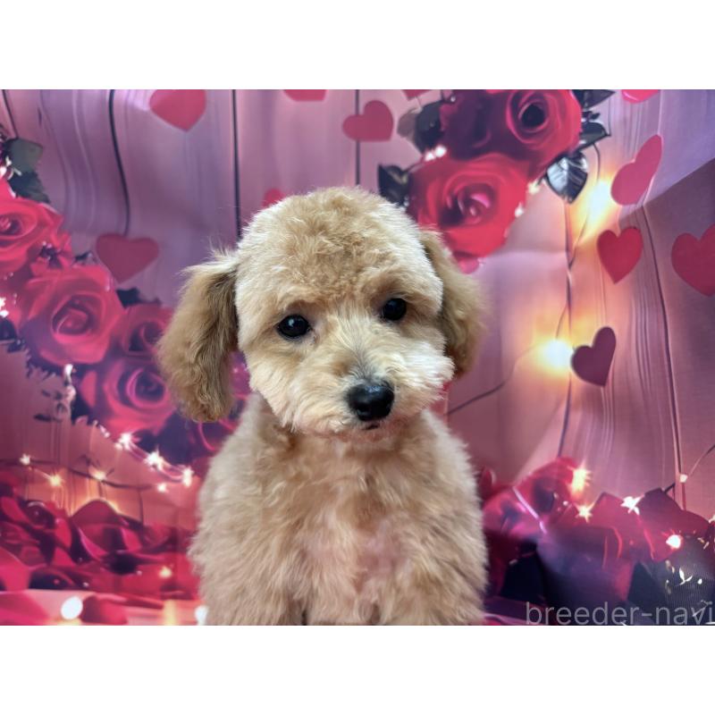 販売中の栃木県のタイニープードル-424869