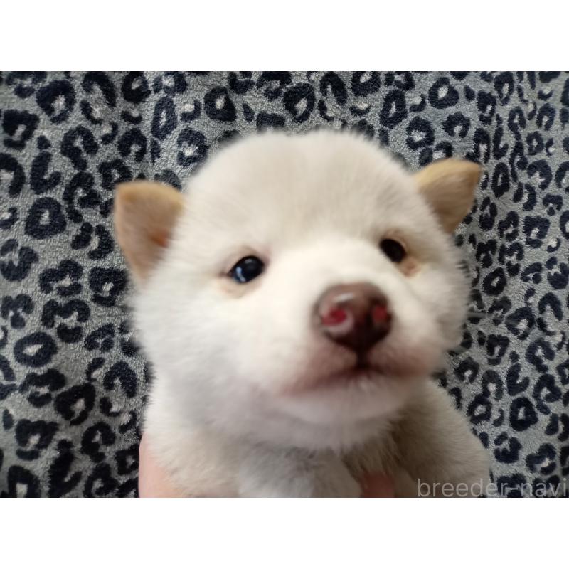 成約済の熊本県の豆柴-439424の2枚目