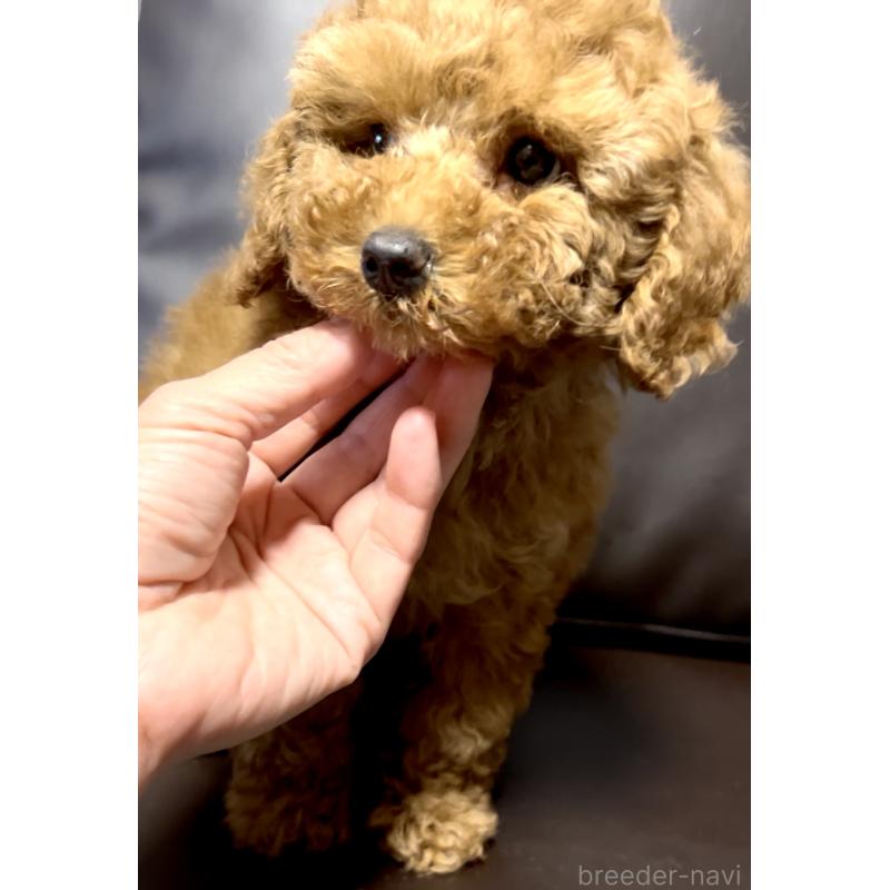 販売中の奈良県のミニチュアプードル-436921の7枚目