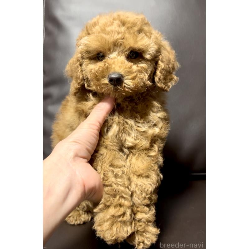 販売中の奈良県のミニチュアプードル-436921の6枚目