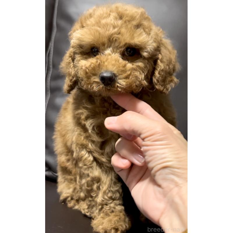 販売中の奈良県のミニチュアプードル-436921の5枚目