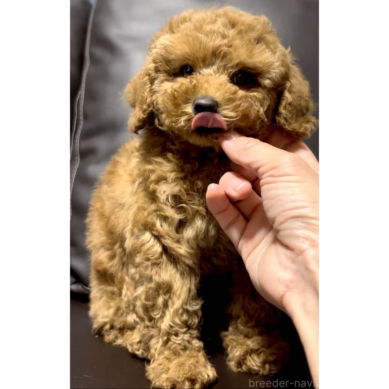 販売中の奈良県のミニチュアプードル-436921の4枚目