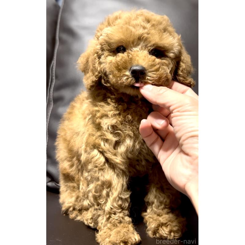 販売中の奈良県のミニチュアプードル-436921の3枚目