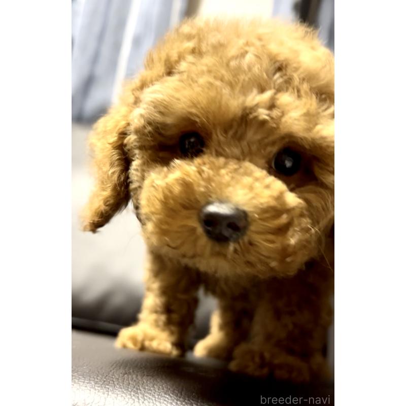 販売中の奈良県のミニチュアプードル-436921
