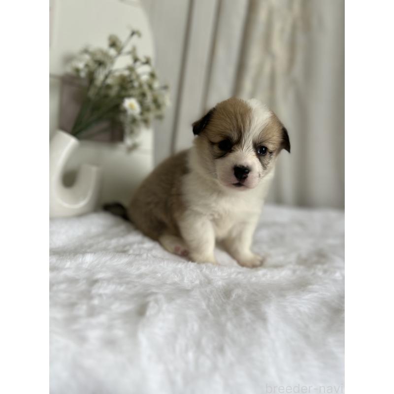 販売中の愛媛県のウェルシュコーギーペンブローク-441631の8枚目