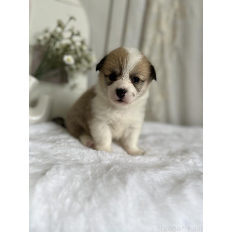 販売中の愛媛県のウェルシュコーギーペンブローク-441631の6枚目