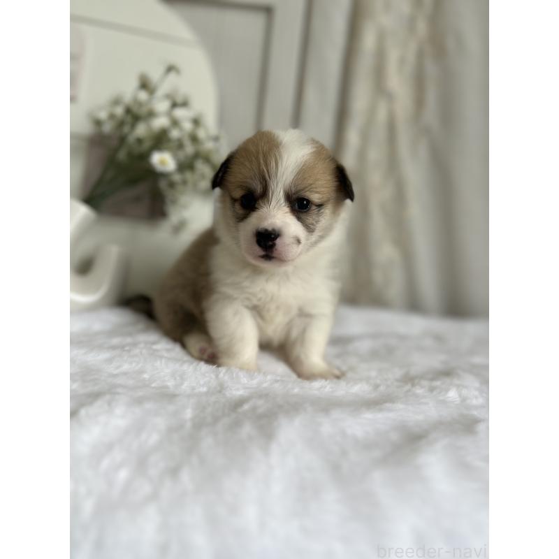 販売中の愛媛県のウェルシュコーギーペンブローク-441631の5枚目