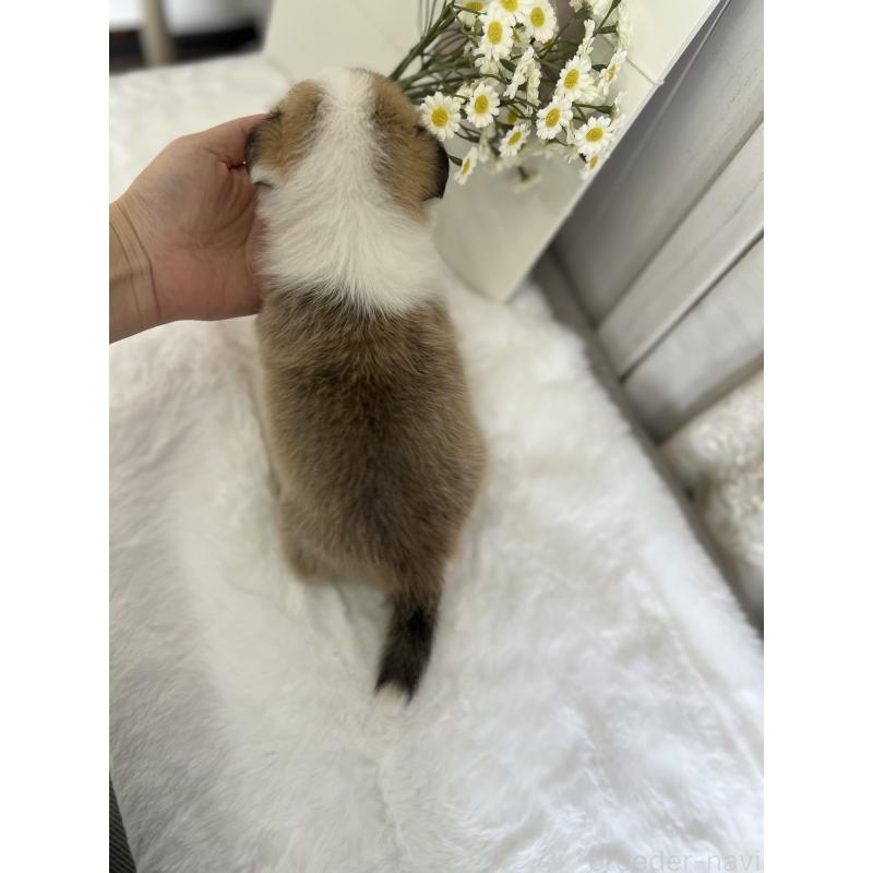 販売中の愛媛県のウェルシュコーギーペンブローク-441631の4枚目