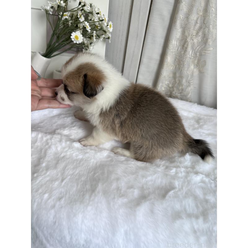 販売中の愛媛県のウェルシュコーギーペンブローク-441631の3枚目