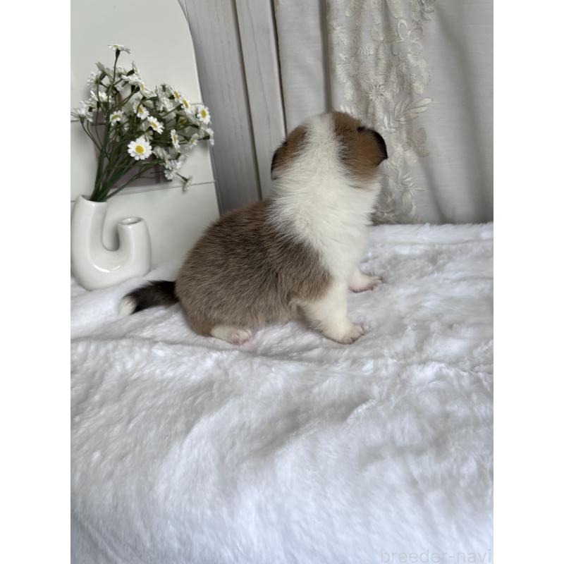 販売中の愛媛県のウェルシュコーギーペンブローク-441631の2枚目