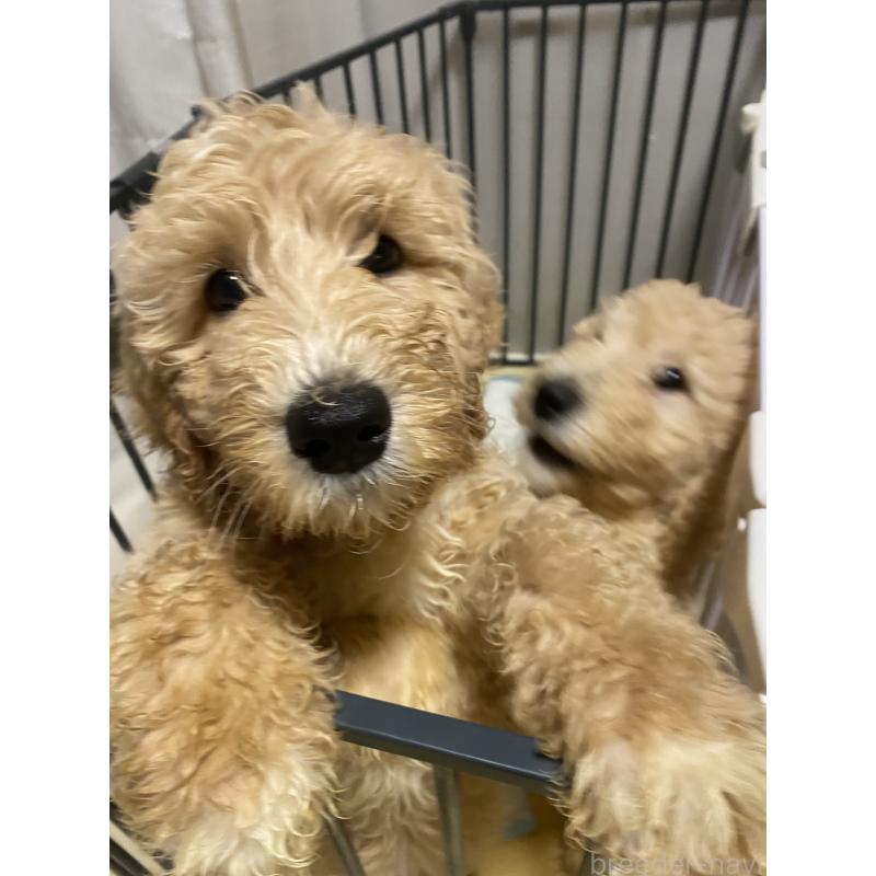 成約済の大阪府のミックス犬-436112の2枚目