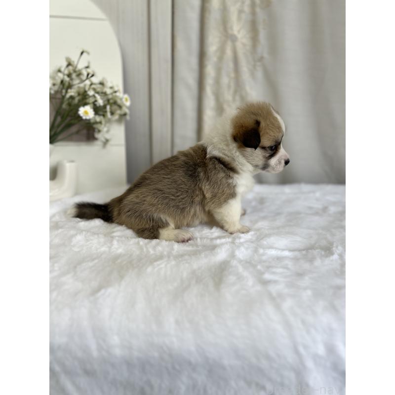 販売中の愛媛県のウェルシュコーギーペンブローク-441632の8枚目