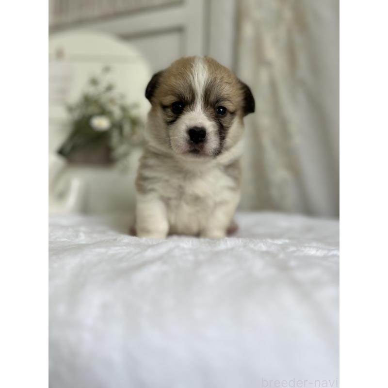 販売中の愛媛県のウェルシュコーギーペンブローク-441632の7枚目