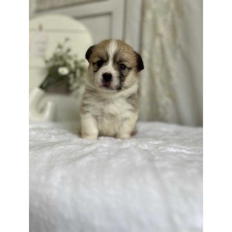 販売中の愛媛県のウェルシュコーギーペンブローク-441632の6枚目