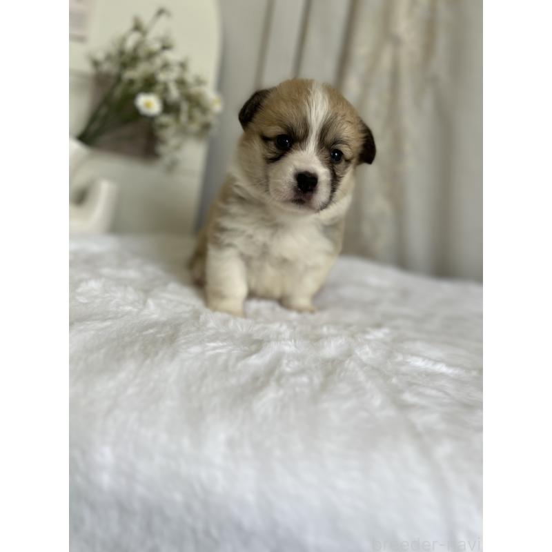 販売中の愛媛県のウェルシュコーギーペンブローク-441632の5枚目