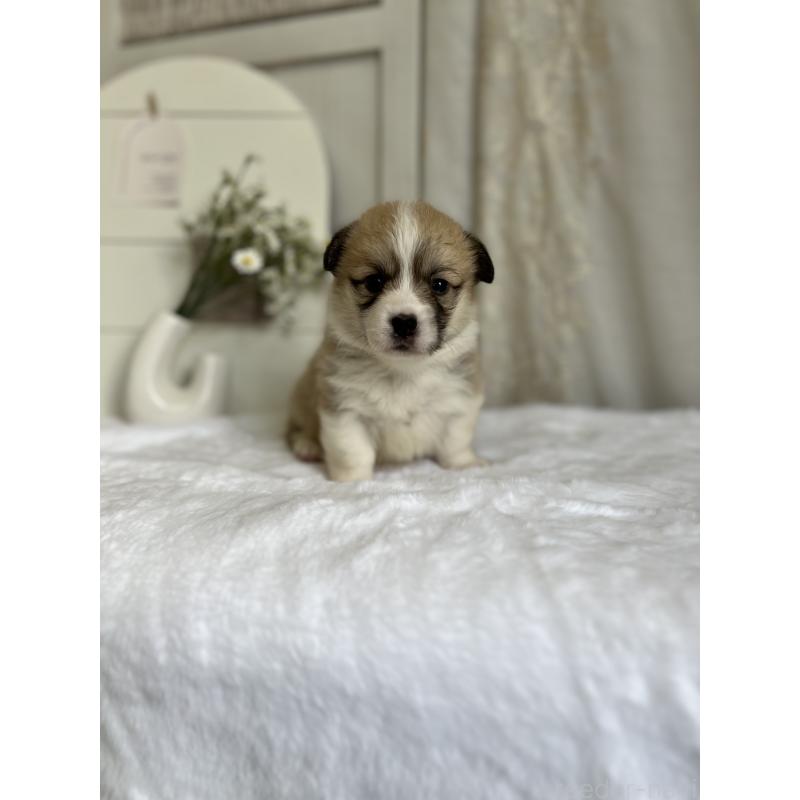 販売中の愛媛県のウェルシュコーギーペンブローク-441632の4枚目