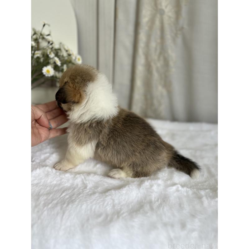 販売中の愛媛県のウェルシュコーギーペンブローク-441632の3枚目