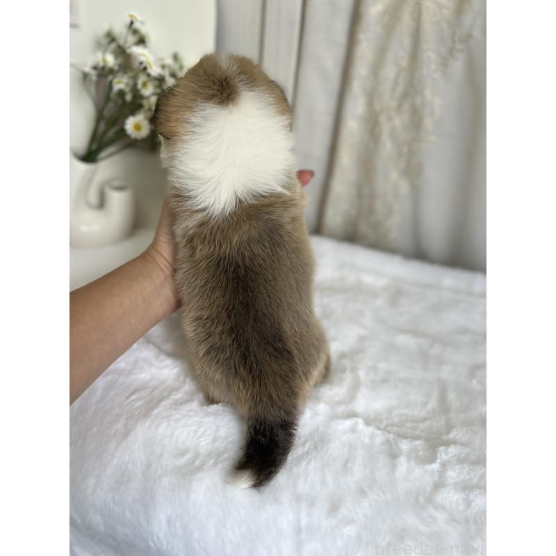 販売中の愛媛県のウェルシュコーギーペンブローク-441632の2枚目