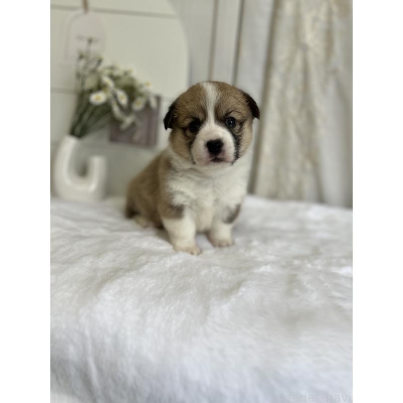 販売中の愛媛県のウェルシュコーギーペンブローク-441633の10枚目