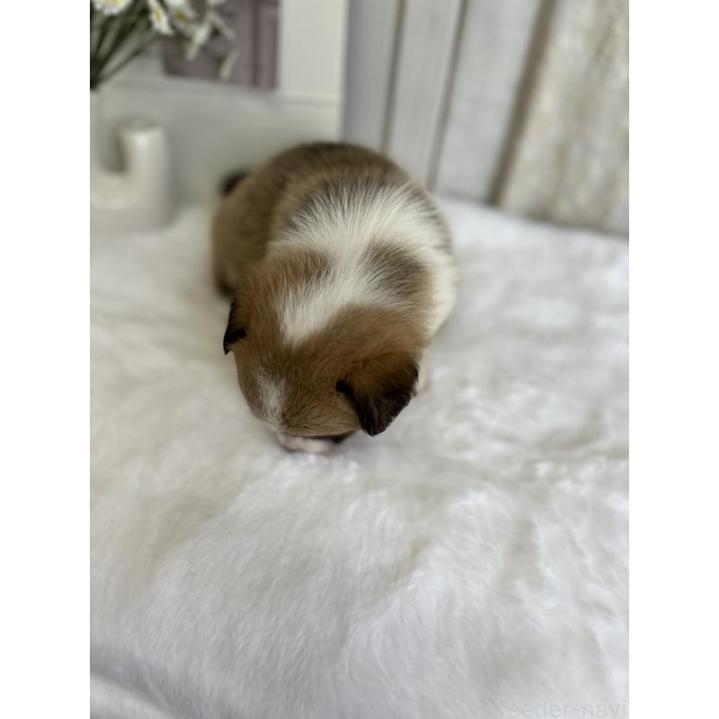 販売中の愛媛県のウェルシュコーギーペンブローク-441633の9枚目