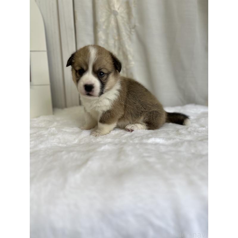 販売中の愛媛県のウェルシュコーギーペンブローク-441633の8枚目