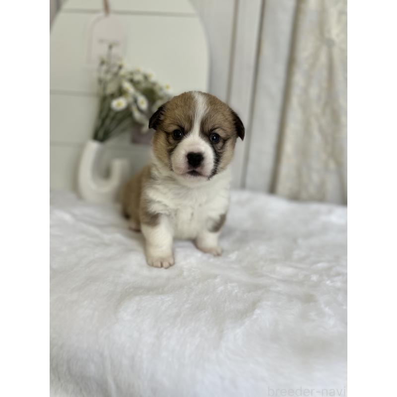 販売中の愛媛県のウェルシュコーギーペンブローク-441633の7枚目