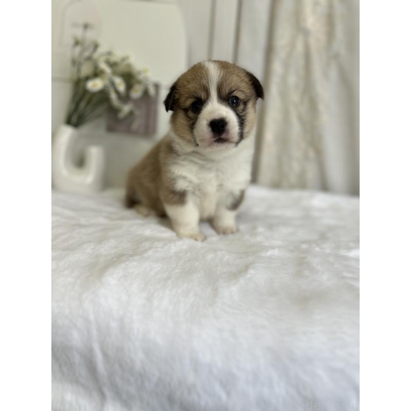 販売中の愛媛県のウェルシュコーギーペンブローク-441633の5枚目