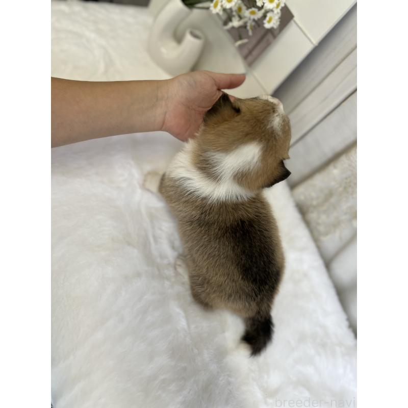 販売中の愛媛県のウェルシュコーギーペンブローク-441633の4枚目