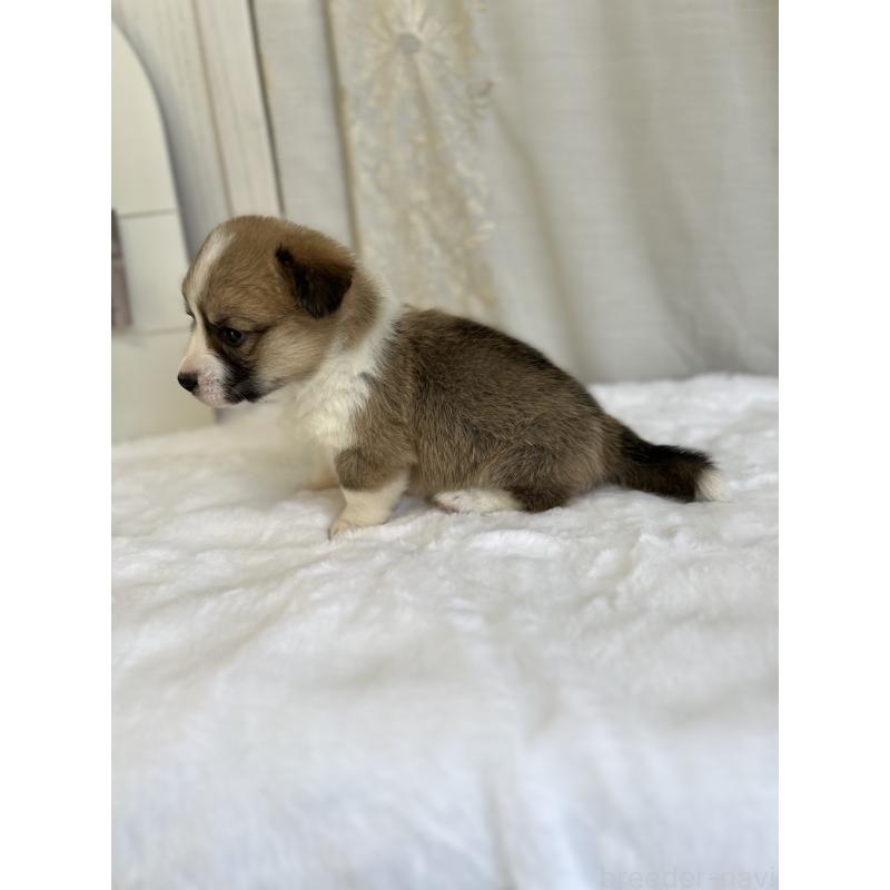 販売中の愛媛県のウェルシュコーギーペンブローク-441633の3枚目