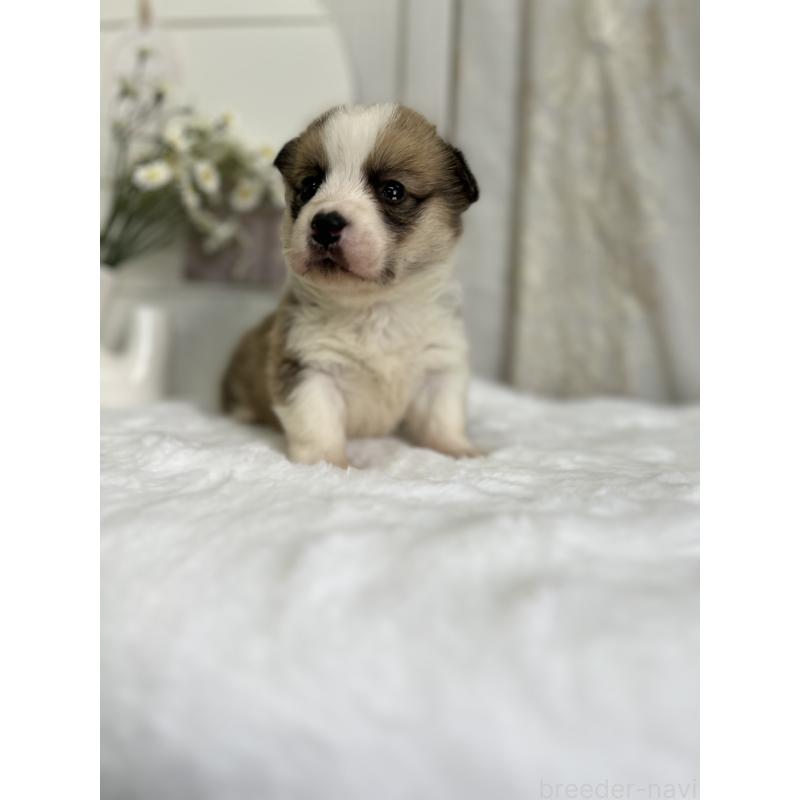 販売中の愛媛県のウェルシュコーギーペンブローク-441634の6枚目