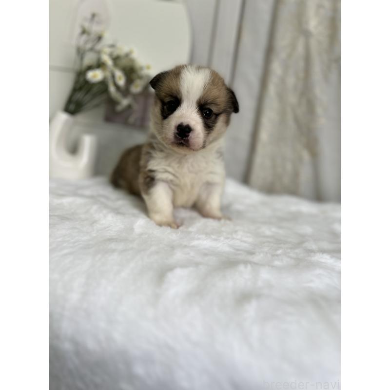 販売中の愛媛県のウェルシュコーギーペンブローク-441634の5枚目