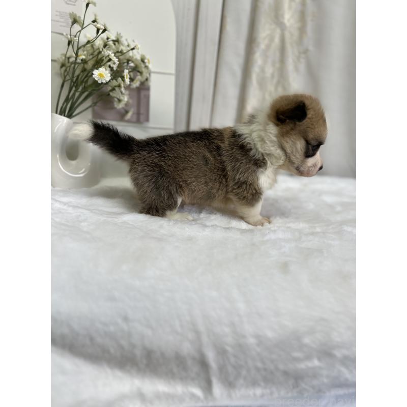 販売中の愛媛県のウェルシュコーギーペンブローク-441634の4枚目