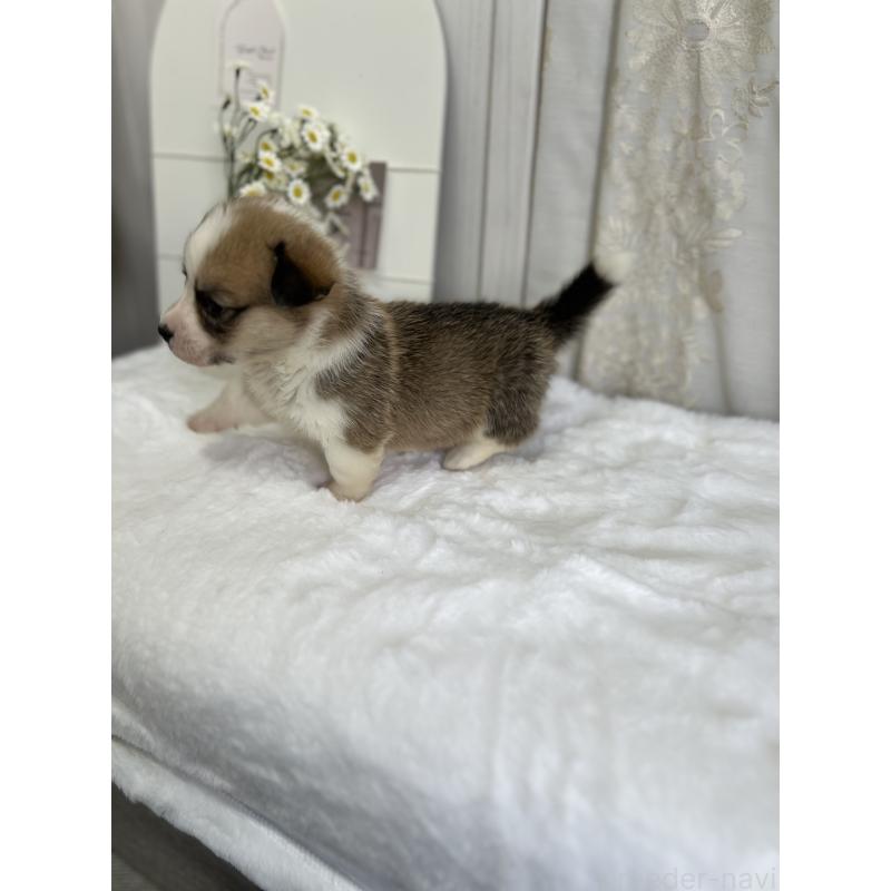 販売中の愛媛県のウェルシュコーギーペンブローク-441634の3枚目