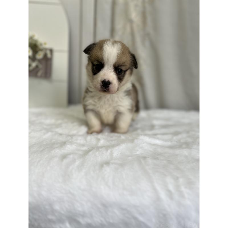 販売中の愛媛県のウェルシュコーギーペンブローク-441634の2枚目