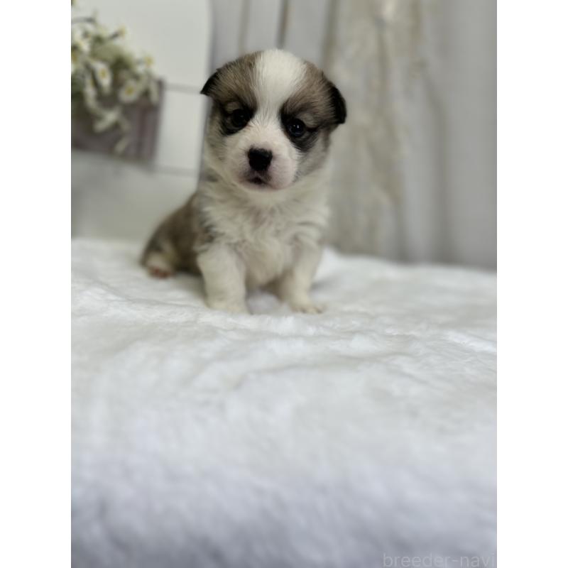 販売中の愛媛県のウェルシュコーギーペンブローク-441635の8枚目